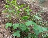  (Passiflora ciliata - MP3283)  @11 [ ] Copyright (2014) PHCDBS Paul Hebert Centre For DNA Barcoding And Biodiversity Studies