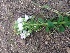  ( - MP3338)  @11 [ ] Copyright (2014) PHCDBS Paul Hebert Centre For DNA Barcoding And Biodiversity Studies