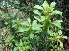  (Euphorbia cattimandoo - MP3327)  @11 [ ] Copyright (2014) PHCDBS Paul Hebert Centre For DNA Barcoding And Biodiversity Studies
