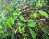  ( - MP2837)  @11 [ ] Copyright (2014) PHCDBS Paul Hebert Centre For DNA Barcoding And Biodiversity Studies