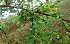  ( - MP3415)  @11 [ ] Copyright (2014) PHCDBS Paul Hebert Centre For DNA Barcoding And Biodiversity Studies