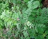 (Tephrosia hamiltonii - MP3406)  @11 [ ] Copyright (2014) PHCDBS Paul Hebert Centre For DNA Barcoding And Biodiversity Studies