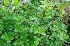  ( - MP3333)  @11 [ ] Copyright (2014) PHCDBS Paul Hebert Centre For DNA Barcoding And Biodiversity Studies