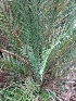  ( - MP3336)  @11 [ ] Copyright (2014) PHCDBS Paul Hebert Centre For DNA Barcoding And Biodiversity Studies