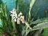  (Alpinia oxyphylla - MP255)  @11 [ ] Copyright (2014) PHCDBS Paul Hebert Centre for DNA Barcoding and Biodiversity Studies