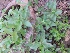  (Mentha spicata - BU274)  @11 [ ] Copyright (2014) PHCDBS Paul Hebert Centre For DNA Barcoding And Biodiversity Studies