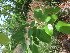  (Pterocarpus santalinus - MP197)  @11 [ ] Copyright (2014) PHCDBS Paul Hebert Centre fo DNA Barcoding And Biodiversity Studise