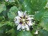 ( - MP191.1)  @11 [ ] Copyright (2013) PHCDBS Paul Hebert Centre for DNA Barcoding and Biodiversity Studies