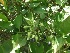  (Jasminum malabaricum - MP203.1)  @11 [ ] Copyright (2013) PHCDBS Paul Hebert Centre for DNA Barcoding and Biodiversity Studies
