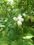  ( - MP206.1)  @11 [ ] Copyright (2013) PHCDBS Paul Hebert Centre for DNA Barcoding and Biodiversity Studies