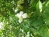  ( - MP206.1)  @11 [ ] Copyright (2014) PHCDBS Paul Hebert Centre fo DNA Barcoding And Biodiversity Studise