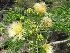  ( - BU278)  @11 [ ] Copyright (2014) PHCDBS Paul Hebert Centre For DNA Barcoding And Biodiversity Studies