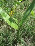  ( - MP212)  @11 [ ] Copyright (2013) PHCDBS Paul Hebert Centre for DNA Barcoding and Biodiversity Studies