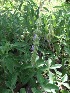  ( - MP218)  @11 [ ] Copyright (2014) PHCDBS Paul Hebert Centre fo DNA Barcoding And Biodiversity Studise