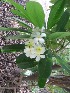  (Plumeria acutifolia - MP229)  @11 [ ] Copyright (2013) PHCDBS Paul Hebert Centre for DNA Barcoding and Biodiversity Studies