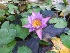  ( - MP234)  @11 [ ] Copyright (2014) PHCDBS Paul Hebert Centre fo DNA Barcoding And Biodiversity Studise