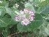  ( - MP92)  @11 [ ] Copyright (2014) G D Khedkar Paul Hebert Centre For DNA Barcoding And Biodiversity Studies