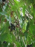  ( - MP111.1)  @11 [ ] Copyright (2014) PHCDBS Paul Hebert Centre fo DNA Barcoding And Biodiversity Studise