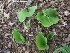  ( - MP236)  @11 [ ] Copyright (2013) PHCDBS Paul Hebert Centre for DNA Barcoding and Biodiversity Studies