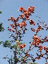  ( - CNP163)  @11 [ ] Copyright (2014) PHCDBS Paul Hebert Centre for DNA Barcoding And Biodiversity Studies