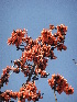  ( - MP2564)  @11 [ ] Copyright (2019) G D Khedkar Paul Hebert Centre For DNA Barcoding and Biodiversity Studies