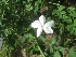  ( - MP248)  @11 [ ] Copyright (2014) PHCDBS Paul Hebert Centre fo DNA Barcoding And Biodiversity Studise