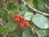  ( - MP536)  @11 [ ] Copyright (2013) PHCDBS Paul Hebert Centre for DNA Barcoding and Biodiversity Studies