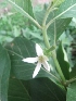  (Morinda pubescens - MP277)  @11 [ ] Copyright (2013) PHCDBS Paul Hebert Centre for DNA Barcoding and Biodiversity Studies