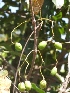  ( - BU270)  @11 [ ] Copyright (2014) PHCDBS Paul Hebert Centre For DNA Barcoding And Biodiversity Studies