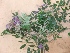  (Mundulea - MP278)  @11 [ ] Copyright (2014) G D Khedkar Paul Hebert Centre For DNA Barcoding And Biodiversity Studies