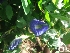  ( - MP272)  @11 [ ] Copyright (2014) PHCDBS Paul Hebert Centre fo DNA Barcoding And Biodiversity Studise
