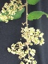  (Zizyphus - BU252)  @11 [ ] Copyright (2014) PHCDBS Paul Hebert Centre For DNA Barcoding And Biodiversity Studies
