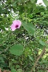  ( - BU213)  @11 [ ] Copyright (2014) PHCDBS Paul Hebert Centre For DNA Barcoding And Biodiversity Studies