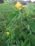  ( - BU047)  @11 [ ] Copyright (2014) PHCDBS Paul Hebert Centre For DNA Barcoding And Biodiversity Studies