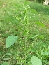  ( - MP319)  @11 [ ] Copyright (2013) PHCDBS Paul Hebert Centre for DNA Barcoding and Biodiversity Studies