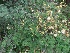  ( - MP320.1)  @11 [ ] Copyright (2014) G D Khedkar Paul Hebert Centre For DNA Barcoding And Biodiversity Studies
