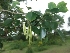  ( - MP288)  @11 [ ] Copyright (2014) PHCDBS Paul Hebert Centre for DNA Barcoding and Biodiversity Studies