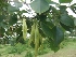  ( - MP318)  @11 [ ] Copyright (2013) PHCDBS Paul Hebert Centre for DNA Barcoding and Biodiversity Studies