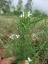  ( - MP314)  @11 [ ] Copyright (2013) PHCDBS Paul Hebert Centre for DNA Barcoding and Biodiversity Studies