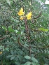  (Senna - MP239.1)  @11 [ ] Copyright (2014) PHCDBS Paul Hebert Centre fo DNA Barcoding And Biodiversity Studise