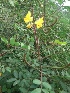  ( - MP337)  @11 [ ] Copyright (2014) PHCDBS Paul Hebert Centre for DNA Barcoding and Biodiversity Studies