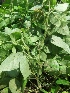  (Macrotyloma - MP517)  @11 [ ] Copyright (2013) PHCDBS Paul Hebert Centre for DNA Barcoding and Biodiversity Studies