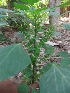  ( - MP777)  @11 [ ] Copyright (2013) PHCDBS Paul Hebert Centre for DNA Barcoding and Biodiversity Studies