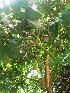  ( - MP324.1)  @11 [ ] Copyright (2014) G D Khedkar Paul Hebert Centre For DNA Barcoding And Biodiversity Studies