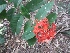  ( - MP772)  @11 [ ] Copyright (2013) PHCDBS Paul Hebert Centre for DNA Barcoding and Biodiversity Studies