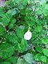  ( - MP327.1)  @11 [ ] Copyright (2014) G D Khedkar Paul Hebert Centre For DNA Barcoding And Biodiversity Studies