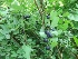  ( - MP761)  @11 [ ] Copyright (2013) PHCDBS Paul Hebert Centre for DNA Barcoding and Biodiversity Studies