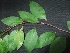  (Commiphora agallocha - MP387)  @11 [ ] Copyright (2013) PHCDBS Paul Hebert Centre for DNA Barcoding and Biodiversity Studies