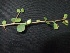  (Commiphora stocksiana - MP388)  @11 [ ] Copyright (2013) PHCDBS Paul Hebert Centre for DNA Barcoding and Biodiversity Studies