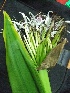  (Crinum asiaticum - MP411)  @11 [ ] Copyright (2013) PHCDBS Paul Hebert Centre for DNA Barcoding and Biodiversity Studies